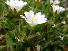 Cerastium kasbek