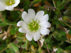 Cerastium kasbek