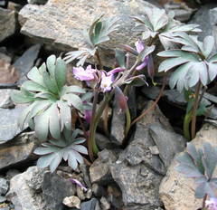 Corydalis alpestris