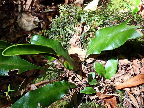 Image of Elaphoglossum angustatum by no rights reserved