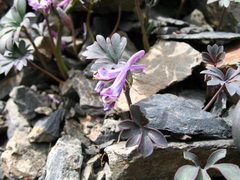 Corydalis alpestris