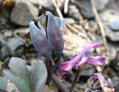 Corydalis alpestris