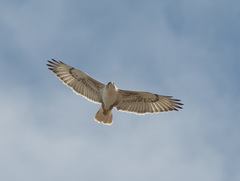 Buteo regalis