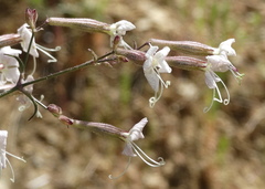 Silene italica
