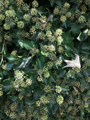 Hedera helix