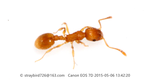 陕西切胸蚁Temnothorax shannxiensis