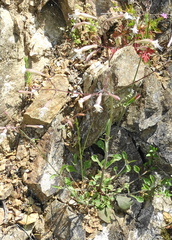 Silene italica