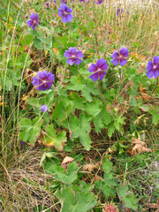 Geranium platypetalum
