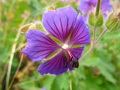 Geranium platypetalum