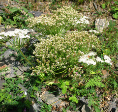 Heracleum grandiflorum