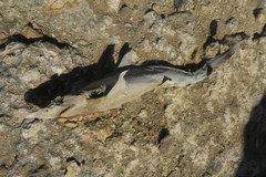 Carcharhinus macloti