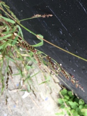 Echinochloa crus-galli