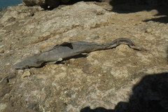 Carcharhinus macloti