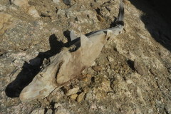 Carcharhinus macloti