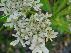 Heracleum grandiflorum