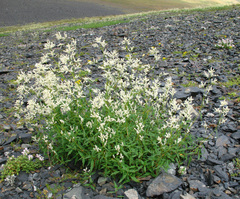 Koenigia panjutinii