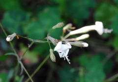Silene italica