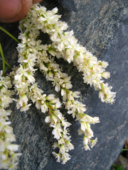 Koenigia panjutinii