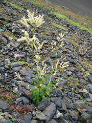 Koenigia panjutinii