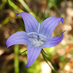 Campanula spatulata spruneriana