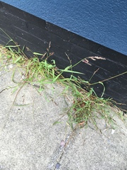 Echinochloa crus-galli