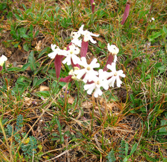 Silene caucasica