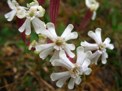 Silene caucasica