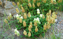 Trifolium canescens