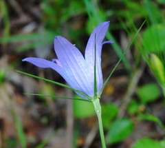 Campanula spatulata spruneriana
