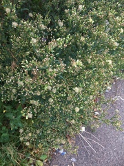 Erigeron sumatrensis