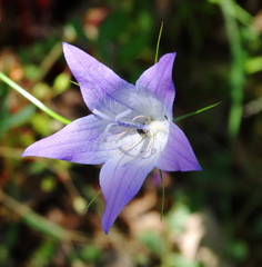 Campanula spatulata spruneriana