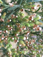 Erigeron sumatrensis