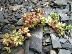 Pseudobetckea caucasica