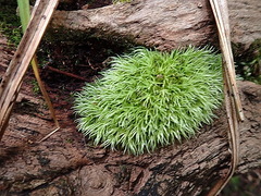 Leucobryum rehmannii