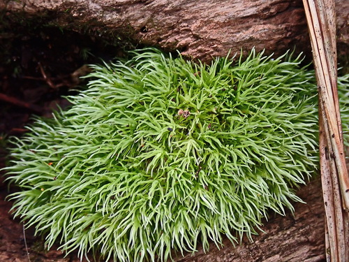 Leucobryum rehmannii observed 2021-01-29
