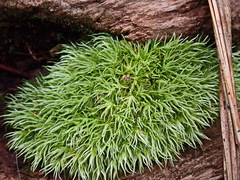 Leucobryum rehmannii