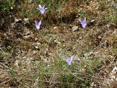 Campanula spatulata spruneriana