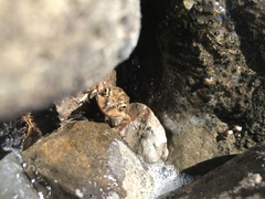 Pleurodema bufoninum