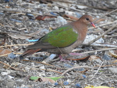 Chalcophaps longirostris