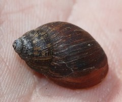 Bothriembryon brazieri