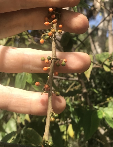 Foto de Trema micrantha micrantha