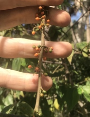 Trema micrantha micrantha