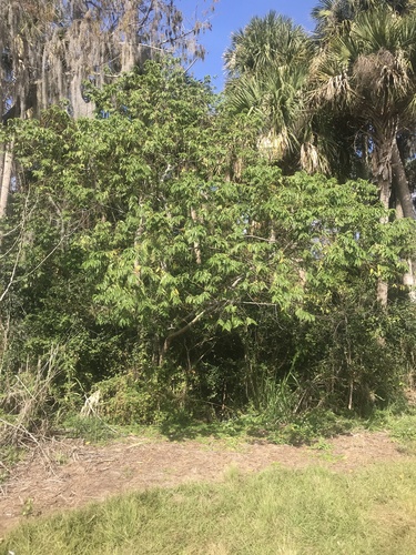 Foto de Trema micrantha micrantha