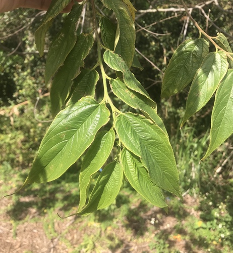 Foto de Trema micrantha micrantha
