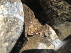 Pleurodema bufoninum