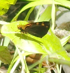 Metisella metis
