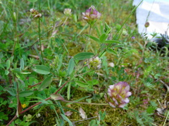 Trifolium grandiflorum