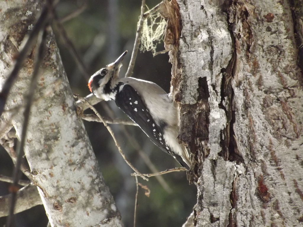 Hairy Woodpecker from near Little Salmon River, Chilkat Valley, Alaska ...