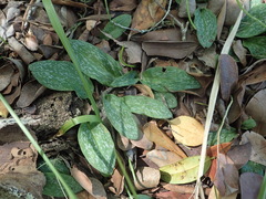 Habenaria arenaria