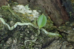 Vandeae
